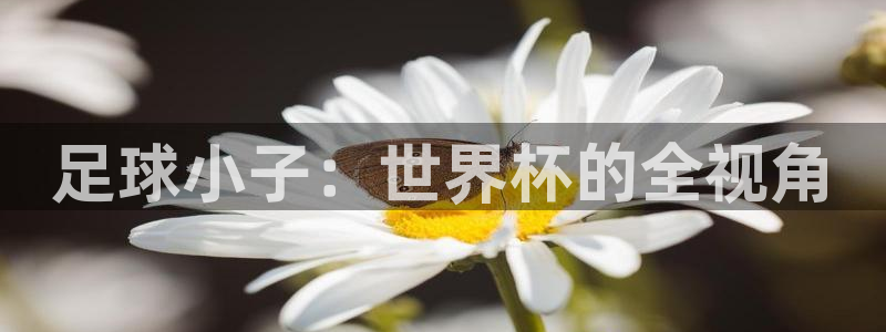 世界杯预选赛赛程时间表：足球小子：世界杯的全视角